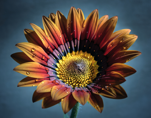 AI Generated Sunflower