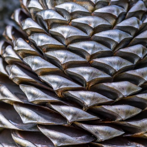 pinecone2-metal-min
